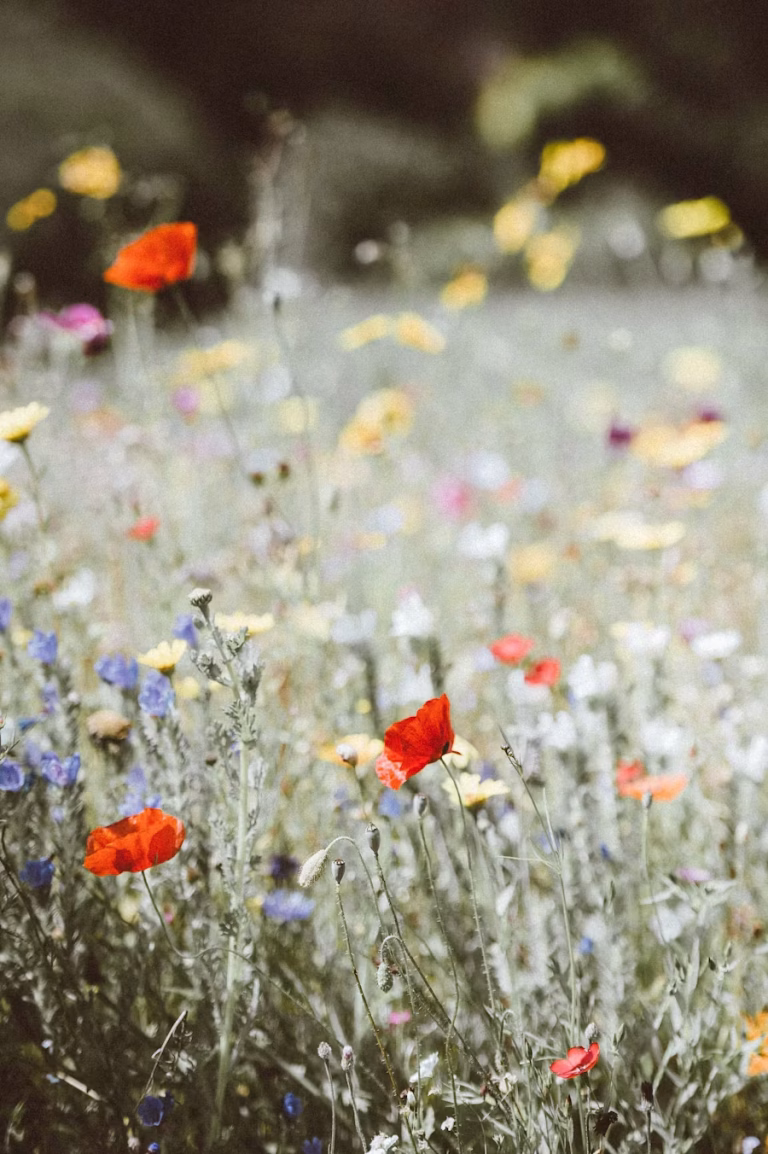 Mental Preparation for Embryo Transfer: Reduce Anxiety and Stay Grounded